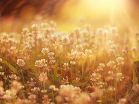 Terrain à bâtir à  Voglans (73420),  pièces