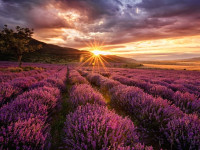 Terrain à bâtir à  Arbin (73800),  pièces