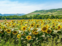 Terrain à bâtir à  Saint-Alban-Leysse (73230),  pièces