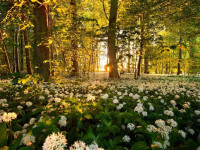 Terrain à bâtir à  Saint-Jean-d'Arvey (73230),  pièces